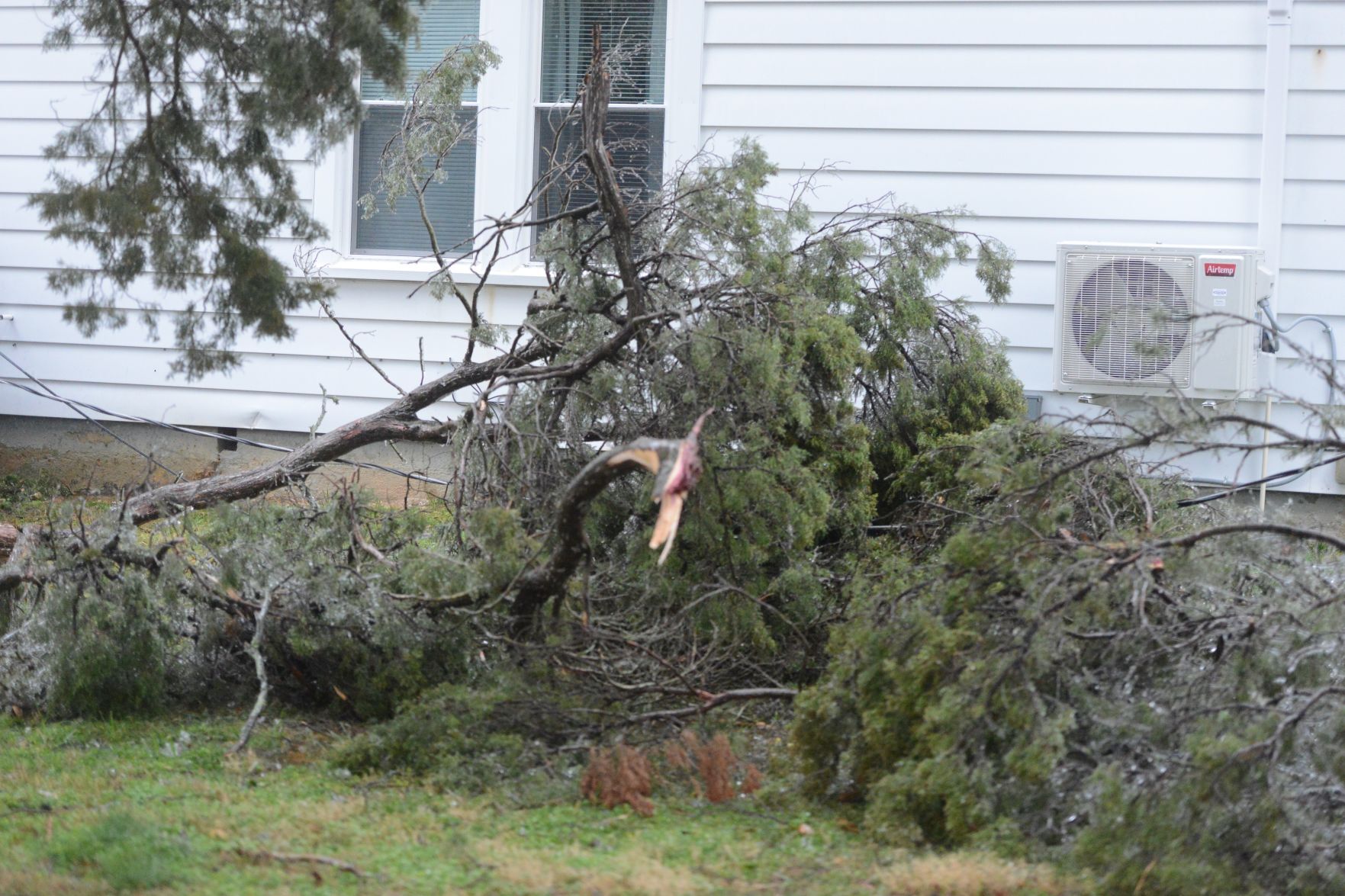 Downed trees 3.jpg